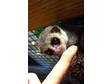 Intelligent Fat tail Dwarf lemurs for sale