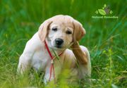 Five natural tips to get rid of fleas on your dog | Home Remedies To K
