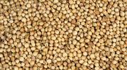Get Faster Shipments for Premium Coriander Seeds in Bulk